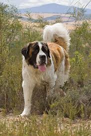 Saint Bernard Dogs Hayvan Kopek