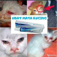 Sakit mata glaukoma biasanya tidak boleh disembuhkan, walaubagaimanapun dalam banyak kes, dapat. Sakit Mata Kucing Prices Promotions Sep 2020 Biggo Malaysia