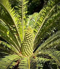 Image result for Zamiaceae