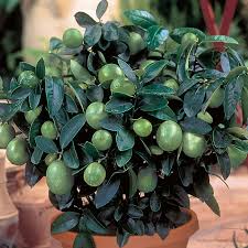 The mexican lime tree grows from 6 1/2 to 13 feet tall and yields limes that are 1 to 2 inches in diameter. Key Lime Trees Citrus Trees Stark Bro S