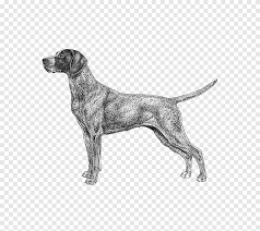 Without markings means their color consists of only black and white fur. German Wirehaired Pointer Bluetick Coonhound German Shorthaired Pointer Black And Tan Coonhound Carnivoran Pet Png Pngegg