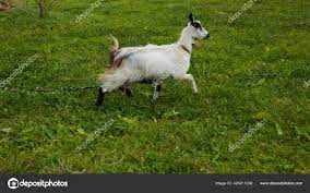 Horny_goats ❤️ Best adult photos at hentainudes.com