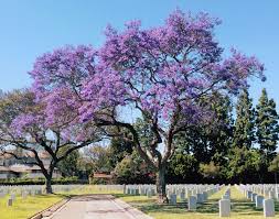 Tree with purple flowers virginia. New Backyard Plant Bahama Jacaranda Benweb 3 2