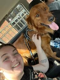 Rescue golden retriever Duke settling in quickly