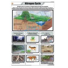 Nitrogen Cycle Chart India Nitrogen Cycle Chart