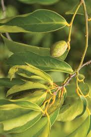 Image result for Icacinaceae