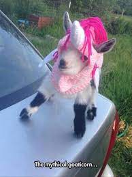 Funny Animal Pictures Of The Day 23 Pics My Style Animales Chistosos Cabras Mascotas Tiernas