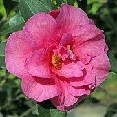 Camellia Brigadoon Flowers Gallery Camellia