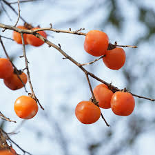 Image result for Diospyros gabunensis