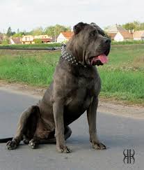 Hector Andante 18 Months Old Pitbull Terrier Animals Fur Babies