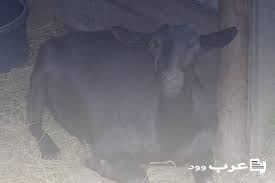 تفسير رؤية سماع الاذان في المنام للعزباء. ØªÙØ³ÙŠØ± Ø­Ù„Ù… Ø³Ù…Ø§Ø¹ Ø§Ù„Ø§Ø°Ø§Ù† ÙÙŠ ØºÙŠØ± ÙˆÙ‚ØªÙ‡