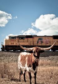 The Life Of A Whiskey Drinker Longhorn Cattle Native Texan Texas Longhorns