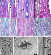 Image result for Schizostephanus alatus