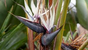 Bird of paradise flower (strelitzia), south kauai, hawaii, usa. Bird Of Paradise San Diego Zoo Animals Plants