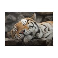Poster sleeping tiger - PIXERS.US