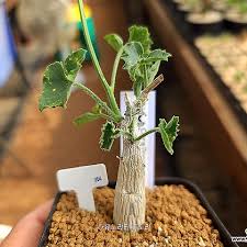 Image result for Corallocarpus bainesii