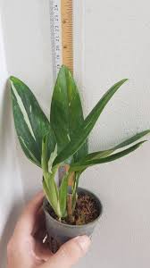 A Vigorous Growing Monstera Which However Won T Get As Monstrously Large As Other Monsteras 6 8 Long Leaves With Beautiful Whit Shade Plants Plants Monstera