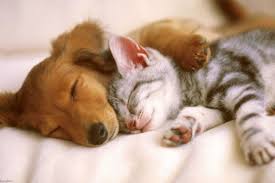 Maybe you would like to learn more about one of these? Gak Selalu Musuhan Ini 15 Potret Mesra Anjing Dan Kucing
