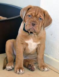 Do dogue de bordeaux dogs have an aggressive behavior to protect their territory? Dogue De Bordeaux All Big Dog Breeds