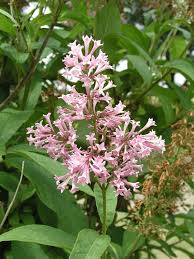 Image result for Syringa prestoniae