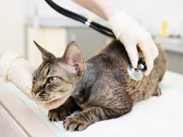 Frequently monitoring and recheck veterinary examinations will be needed to manage cats with hcm and to give them the best quality of life possible. Hypertrophic Cardiomyopathy Hcm In Cats Heart Disease In Cats Petmd