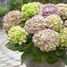 Image result for Hydrangea macrophylla bela obrázek