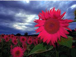 Pin By Phaedra Zucksworth On Home Decor Red Sunflowers Pink Sunflowers Sunflower