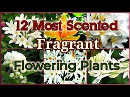 Lilacs are also among the most fragrant plants of india. Top 12 Most Scented Fragrant Flowering Plants On Earth Youtube