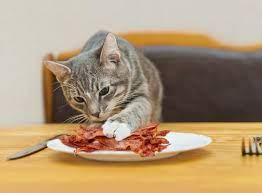 Hungry Man Calls Police On Cat For Eating His Bacon New York Daily News