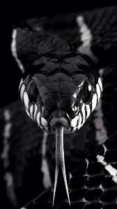 How dare you stolen my chance in love, i'll make you pay. Black Mamba Snake Wallpapers Top Free Black Mamba Snake Backgrounds Wallpaperaccess