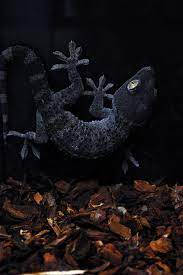 Tokay Gecko Melanistic Animals Cute Reptiles Reptiles And Amphibians