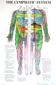 Individual Lymphatic System Poster Full Body Front And