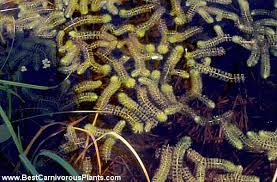 Image result for Aldrovanda vesiculosa