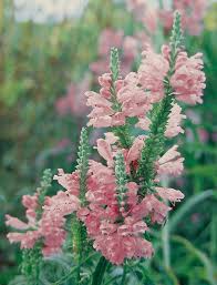 Perennial planting info how to plant perennials how our plants are shipped what to do when your plants arrive watch our perennial planting videos. Plant Focus Michigan Gardener