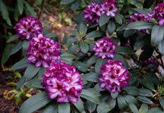 Rhododendron Hans Hachmann Kaufen Garten Von Ehren Qualitat Seit 1865 Garten Von Ehren Pflanzen Gartenmobel Wohn Pflanzen Blutenfarben Orange Blumen