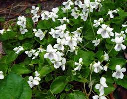 Image result for Violaceae