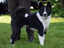 Image result for karelský medvědí pes