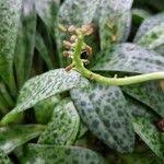 Image result for Drimiopsis botryoides