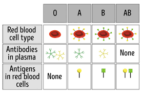 If Your Blood Type Is O Here Are 8 Things That Are Worth