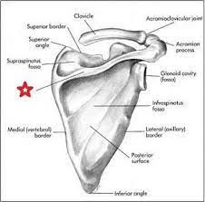 Acromioclavicular Joint Spine Of Scapula Acromion Process Glenoid Cavity Fassa Infraspinatus Fossa Lateral A Upper Limb Anatomy Scapula Acromioclavicular Joint