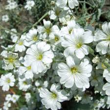 Image result for Cerastium indicum