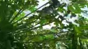 Image result for Cylicomorpha parviflora