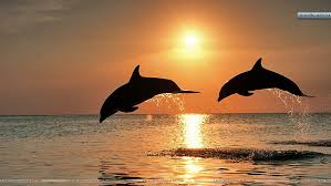 Dolphins Honduras Bottlenose Dolphins Jumping At Sunset Honduras Animals Dolphins Hd Art Hd Wallpaper Wallpaperbetter