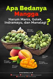 Keaslian buah harum manis yang dijual awal ini tidak dapat dipastikan. Bedanya Mangga Harum Manis Golek Indramayu Manalagi Makanan Sehat Makanan Ide Makanan