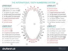 printable dental tooth chart bedowntowndaytona com