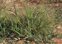 Image result for Panicum novemnerve