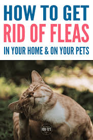 Pin On Animal Info