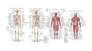 When muscles contract, they get how are skeletal muscles attached to the skeleton? Human Anatomy Hd Anatomy Body Bones Human Muscles 1080p Wallpaper Hdwallpaper Desktop Human Body Diagram Human Skeleton Anatomy Human Anatomy Picture