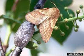 Western Tent Caterpillar Field Guide To Insects And Diseases Of Az And Nm Forests