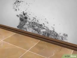 Our bathroom has some black mold on the ceiling and it was very tough to get rid of, but after some trial and error, i think we figured it out. How To Kill Mold With Vinegar 14 Steps With Pictures Wikihow Life